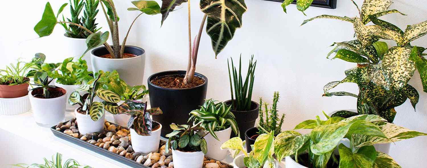 ¿Quieres plantas en tu departamento? Conoce la mejor forma de tenerlas