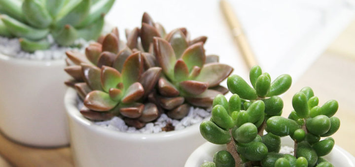 Conoce las mejores plantas para oficina conoce las mejores plantas para oficina