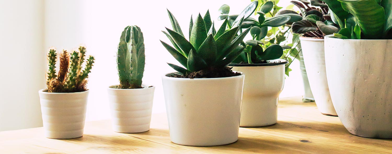 mejores plantas para oficina cactus