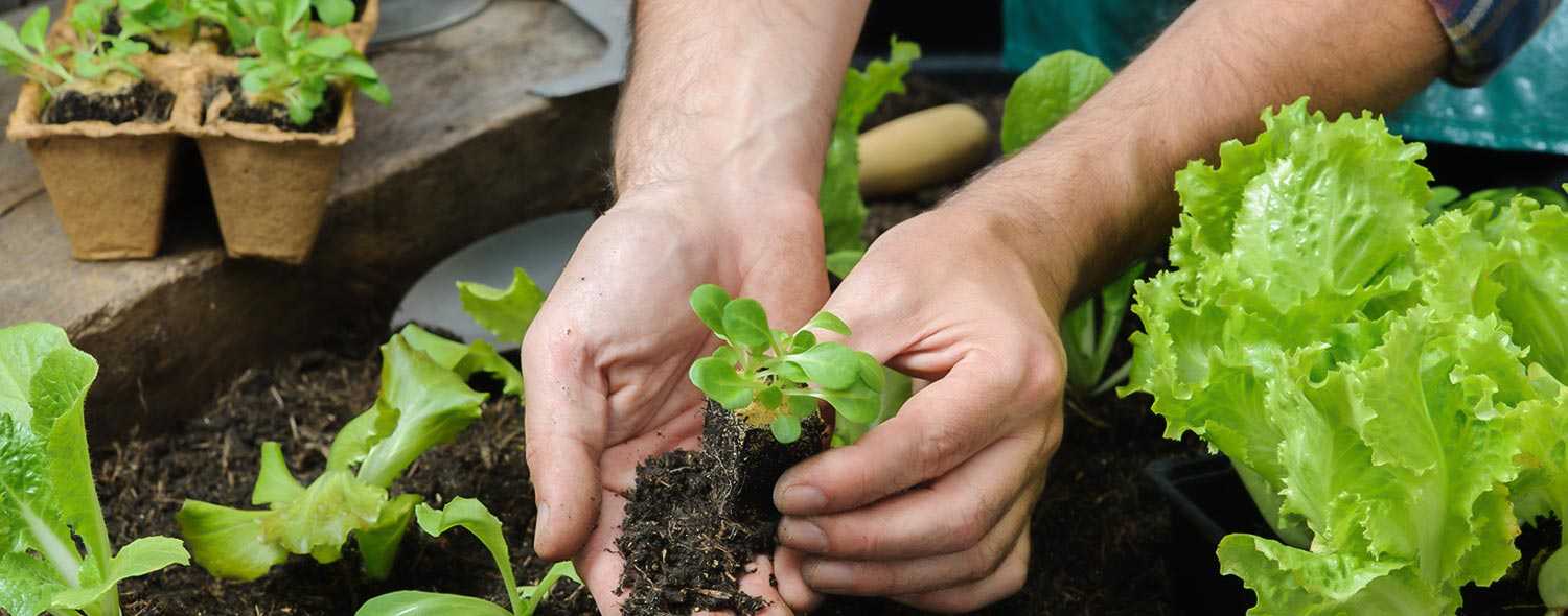 edifica plantar vegetales en espacios pequenos