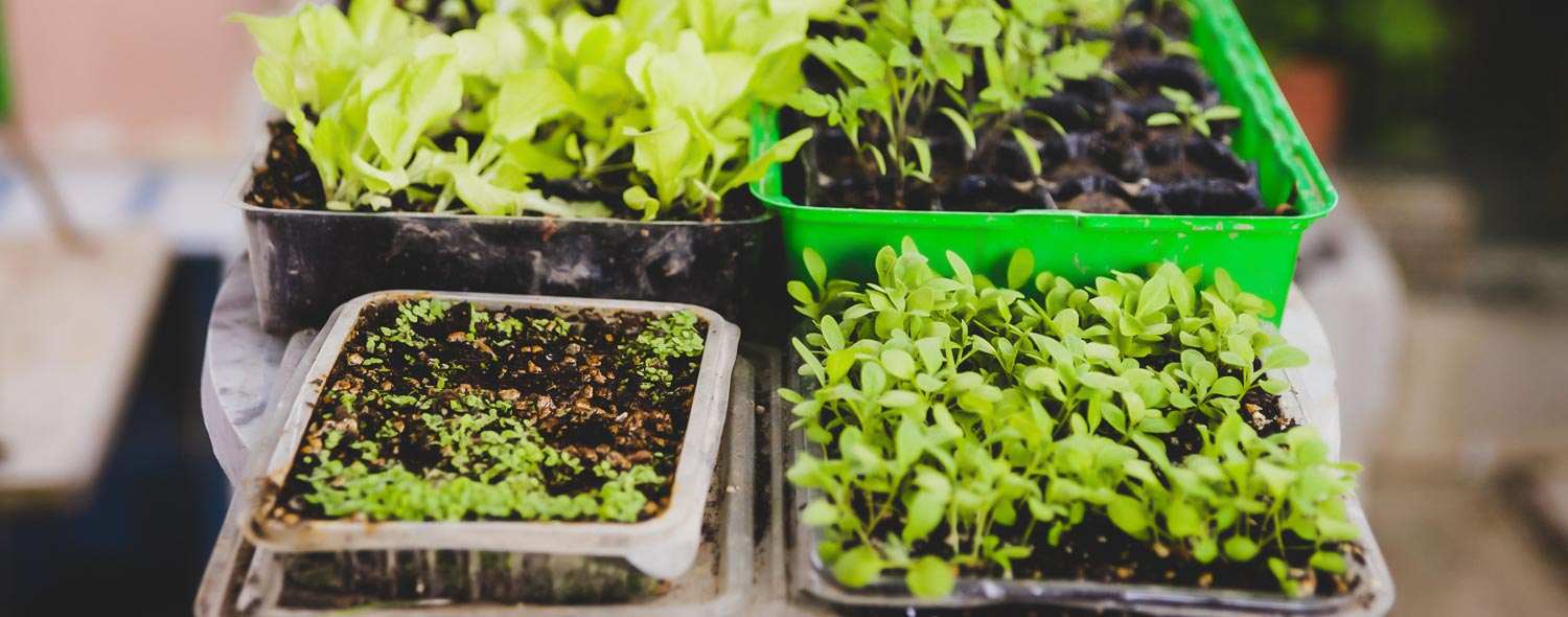 plantar vegetales en espacio pequeno verificar suelo