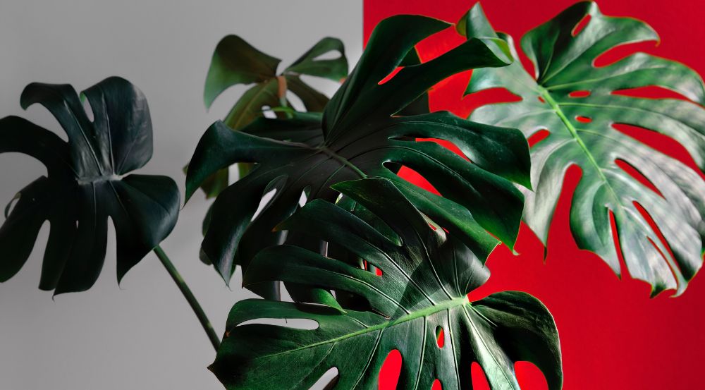 planta filodendro