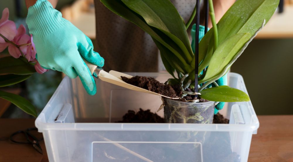 plantas humedad departamento
