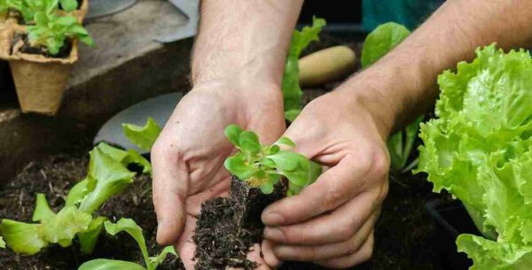 Huerto en casa: Cómo plantar  vegetales en un espacio pequeño