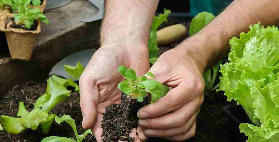 edifica plantar vegetales en espacios pequenos