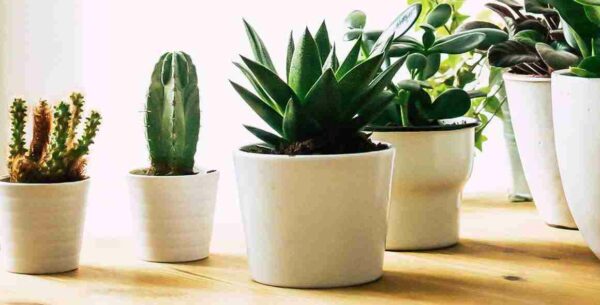7 formas de tener plantas en departamentos pequeños