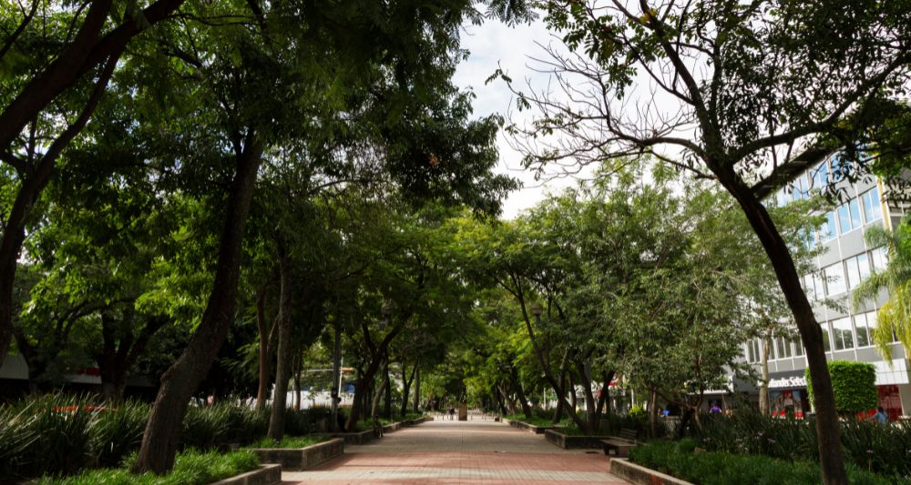 fomenta sostenibilidad cuidado medio ambiente