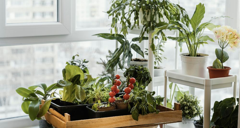 Huerto en casa: cómo plantar vegetales en un espacio pequeño