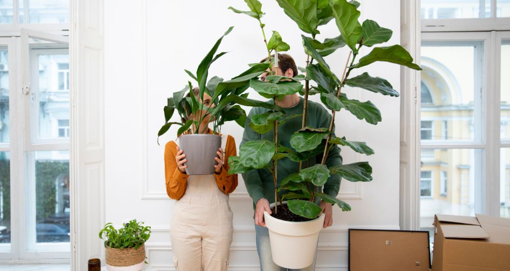 mejores plantas decorar departamentos