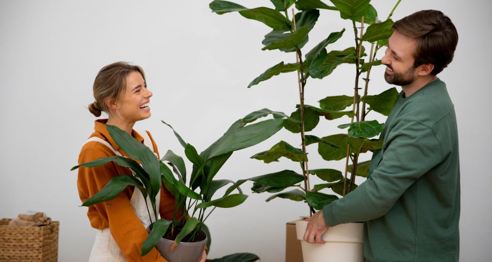 mejores plantas departamento pequeño