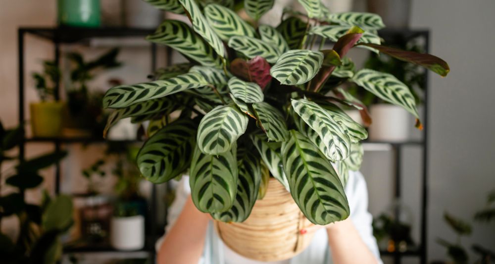 8 tips para cuidar las plantas de interior en otoño tips cuidar plantas interior otono